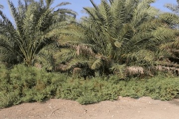 أرض الشفاء