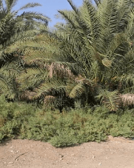 أرض الشفاء