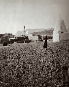 الزبية